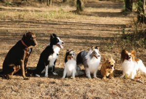 Dog Friendly Parks Near Me - Charlottesville
