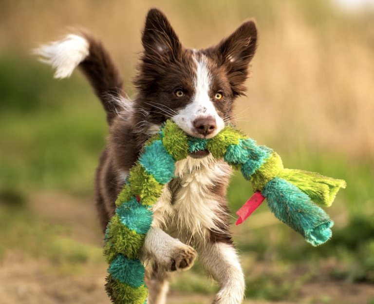 6 DIY Cute Dog Accessories You Can Do At Home