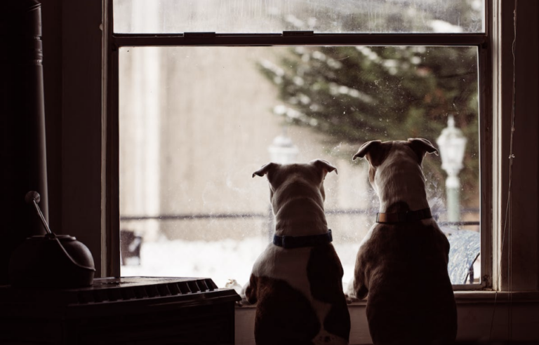 8 Essential Tips and Tricks For A Dog Friendly Home