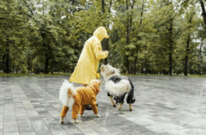 How To Build A Daily Routine With Your Dogs