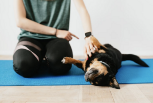 How To Build A Daily Routine With Your Dogs