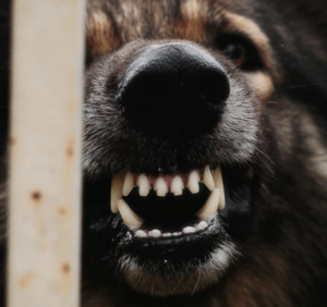 5 Strategies to Solve Dog Resource Guarding