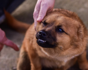 5 Strategies to Solve Dog Resource Guarding