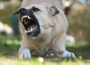 5 Strategies to Solve Dog's Resource Guarding