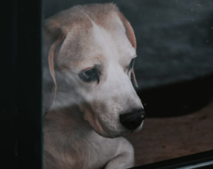 10 Tips On How To Manage Separation Anxiety With Your Dogs