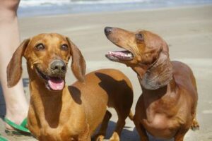 Dog Socialization: 10 Tips for Introducing Your Dog to New Environments