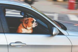 10 Tips On How To Manage Separation Anxiety With Your Dogs