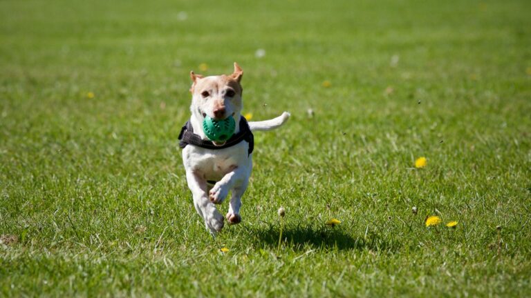 5 Thoughtful Gifts for Dog Parents | Image From Pexel
