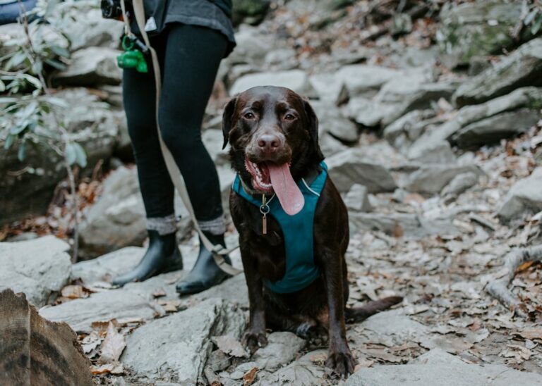Enjoyable Walks: Mastering Leash Training for a Harmonious Bond