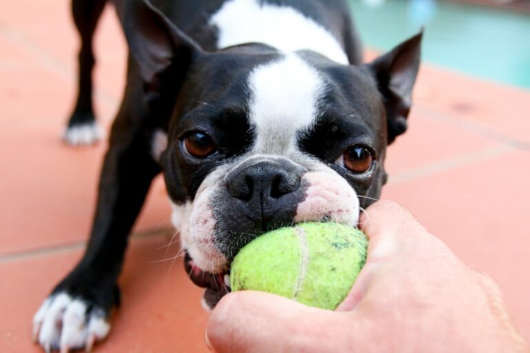 Mastering Fetch: Elevating Your Sporting Dogs Retrieval Skills