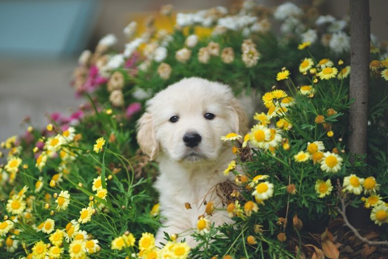 Harnessing Harmony: Positive Reinforcement for Dogs and Babies