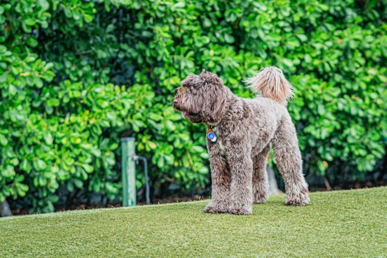 Strategic Dog Training: Setting Achievable Goals for Success
