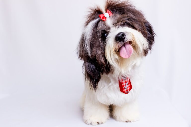 Choosing the Perfect Canine Athlete: A Guide to Selecting the Ideal Dog Breed for Competitive Sports