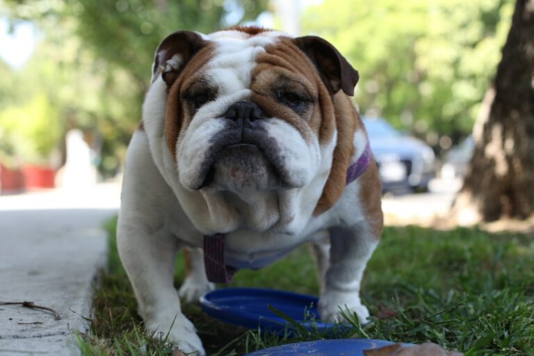 Preventing Heat Stroke in Dogs: Real Stories, Expert Tips, and Personalized Solutions