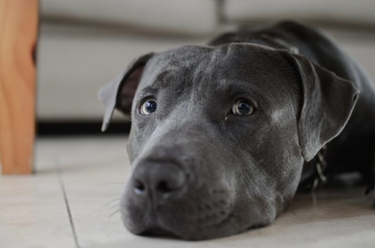 Nurturing Empathy: Building a Deeper Bond with Your Dog