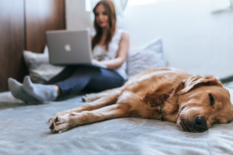 Protecting Your Pet: A Guide to Recognizing and Preventing Heatstroke