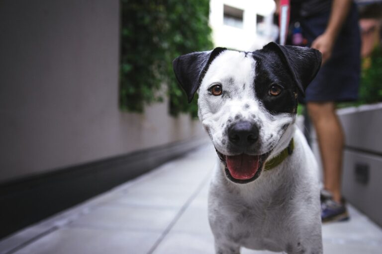 Exploring the Healing Power of Animal-Assisted Therapy: Types, Techniques, and Benefits