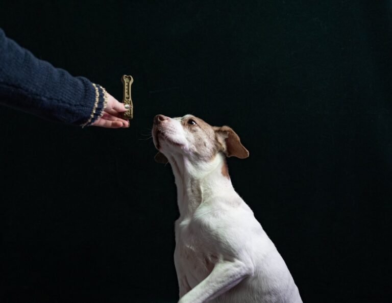 Unlocking Success: Inspiring Case Studies from Dog Trainers and Behaviorists