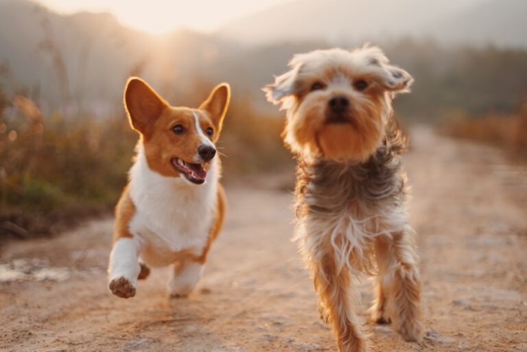 Pawsitively Perfect: Creative Ways to Package and Gift Dog Treats This Holiday Season