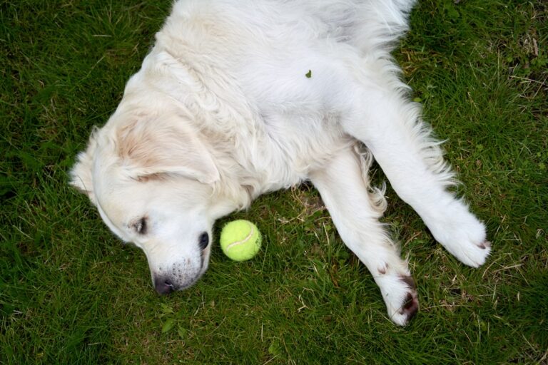 Navigating Resource Guarding: Strengthening the Bond Between Dogs and Their Owners
