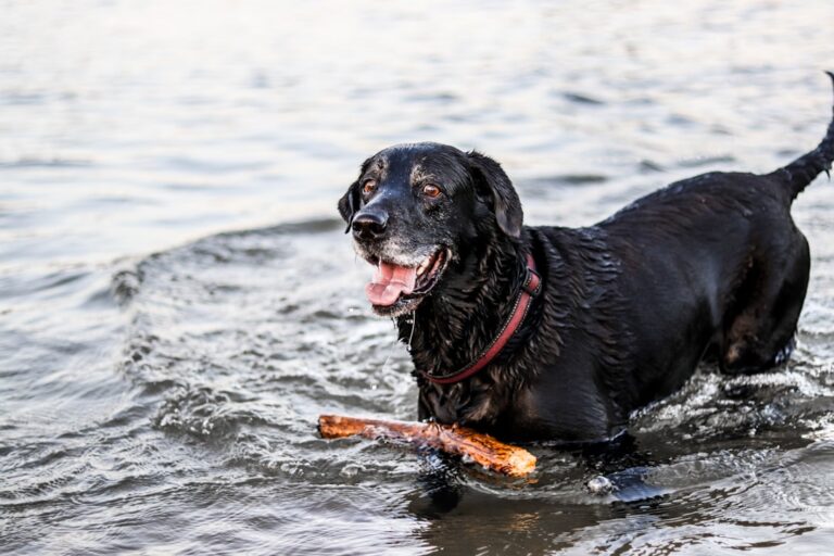Overcoming Water Woes: A Comprehensive Guide to Easing Your Dogs Fears and Anxieties