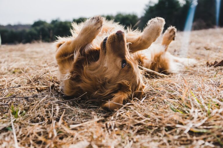 Master Your Dog’s Anxiety: A Comprehensive Training Guide for Better Behavior