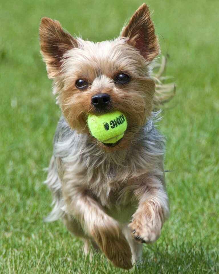Strengthen Your Dog Bond: 10 Playful Training Techniques That Actually Work